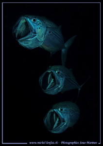 Feeding time... ;O)... by Michel Lonfat 